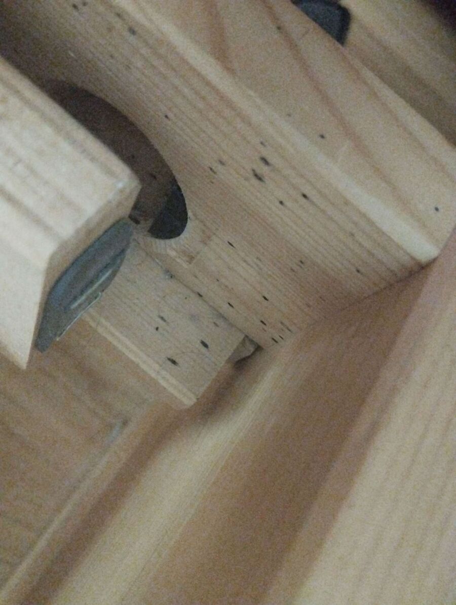 wespennest_entfernen