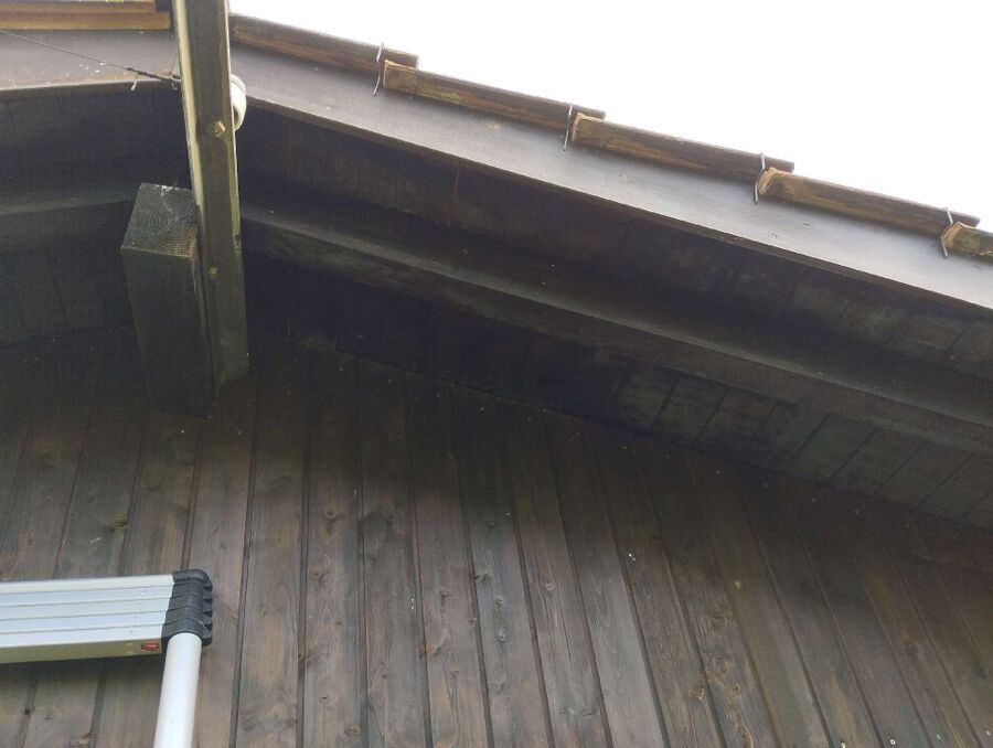 wespennest_entfernen