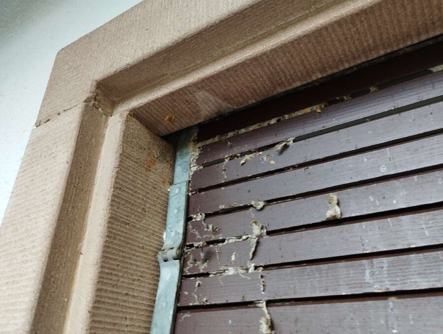 wespennest_entfernen