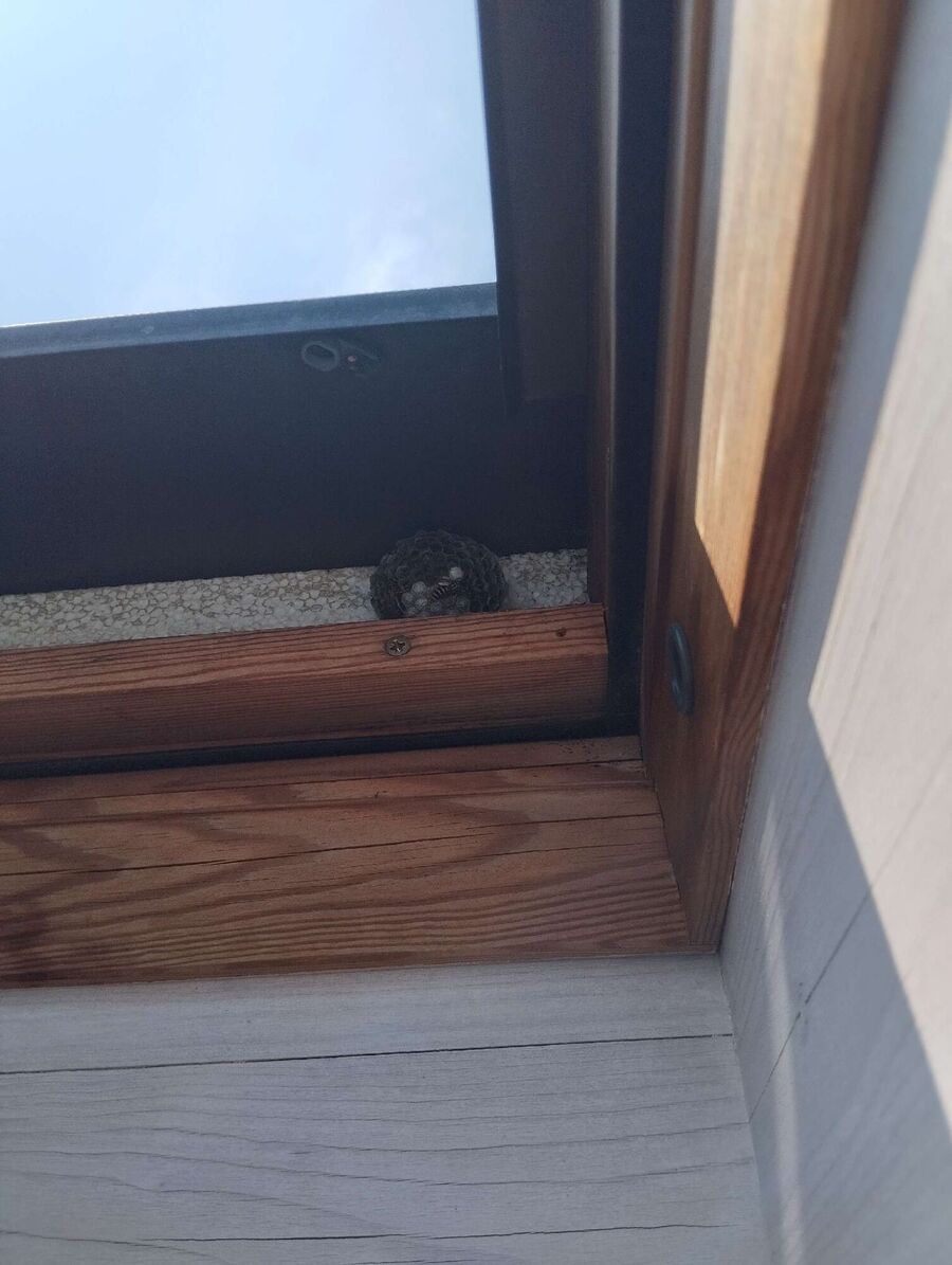 wespennest_entfernen