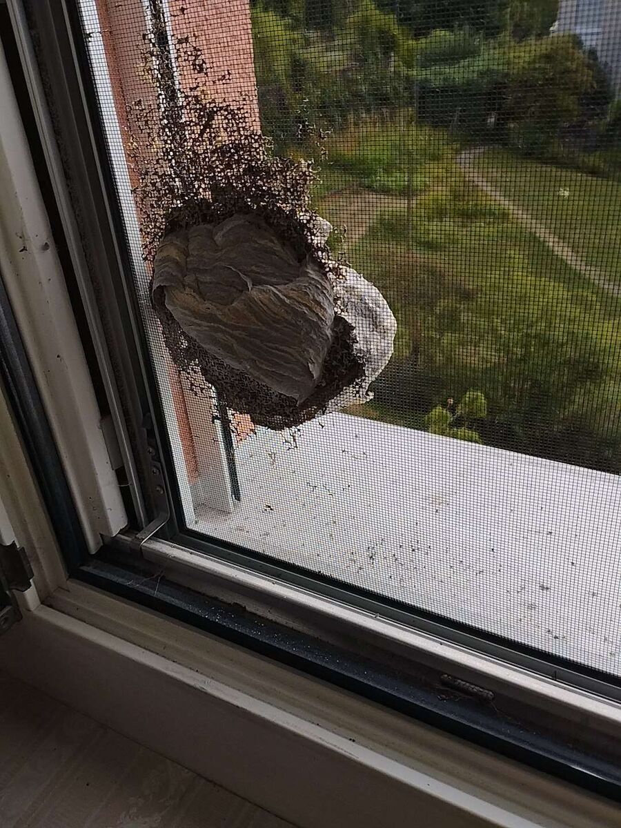 wespennest_entfernen