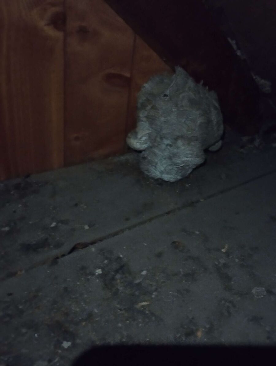 wespennest_entfernen