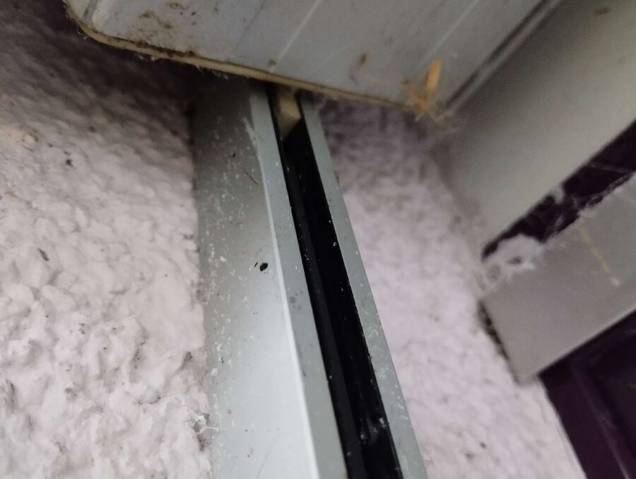 wespennest_entfernen