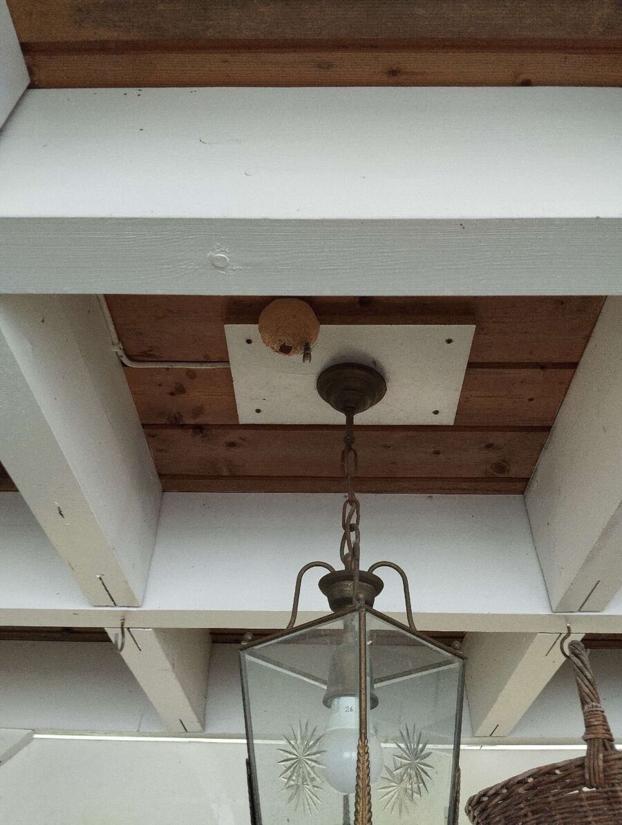 wespennest_entfernen