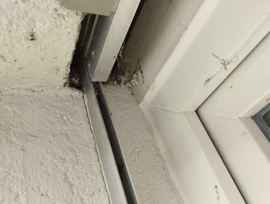 wespennest_entfernen