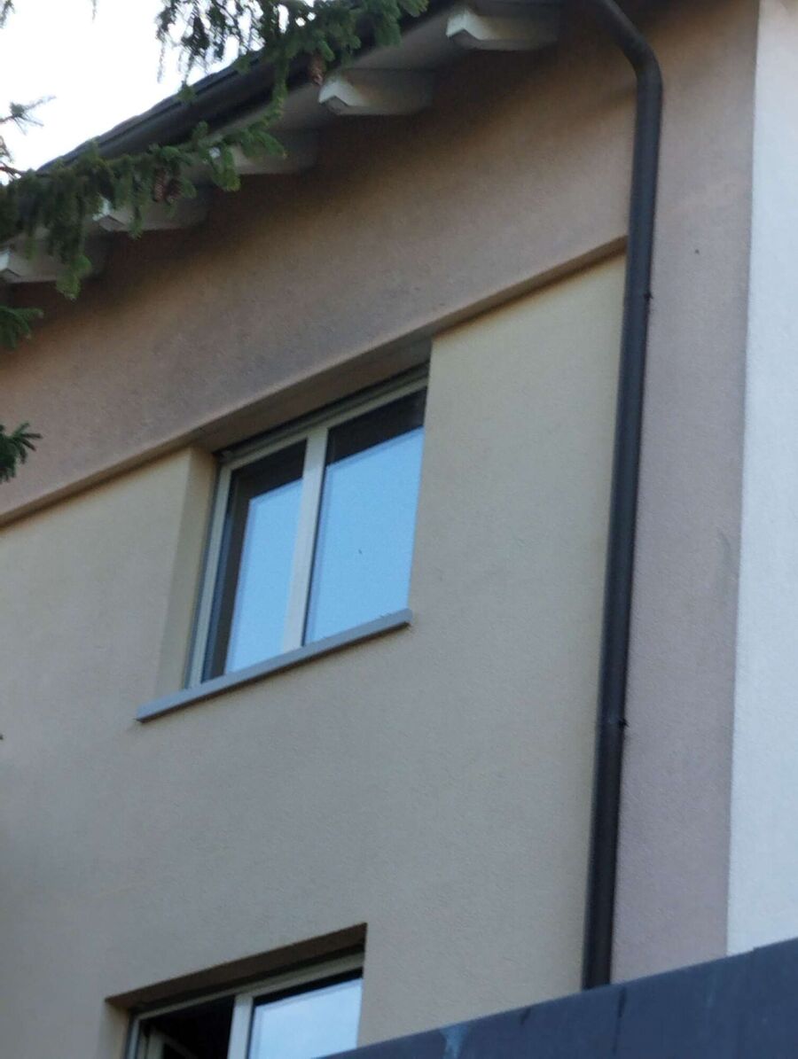 wespennest_entfernen