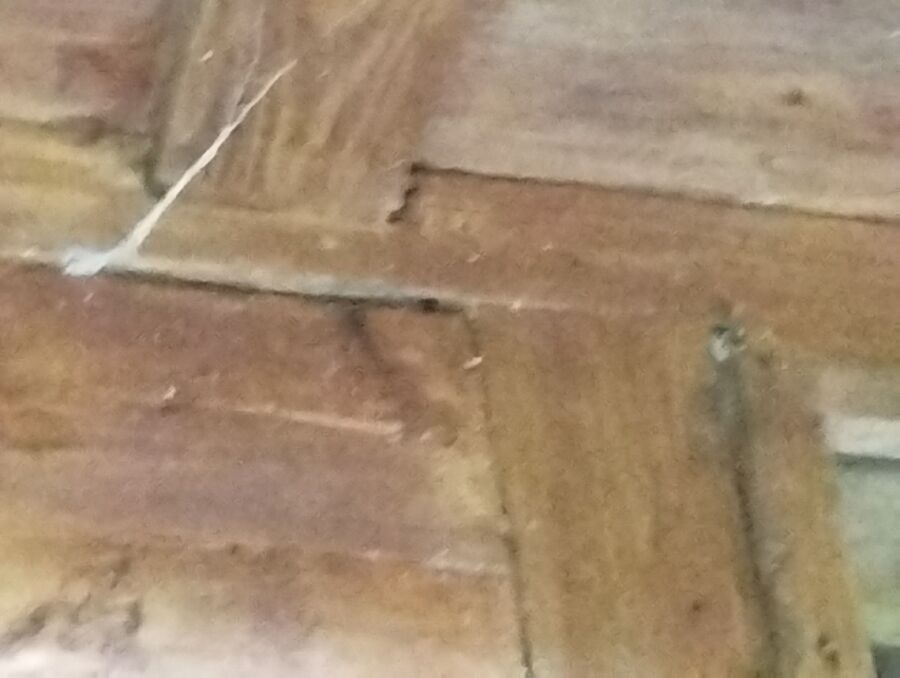 wespennest_entfernen