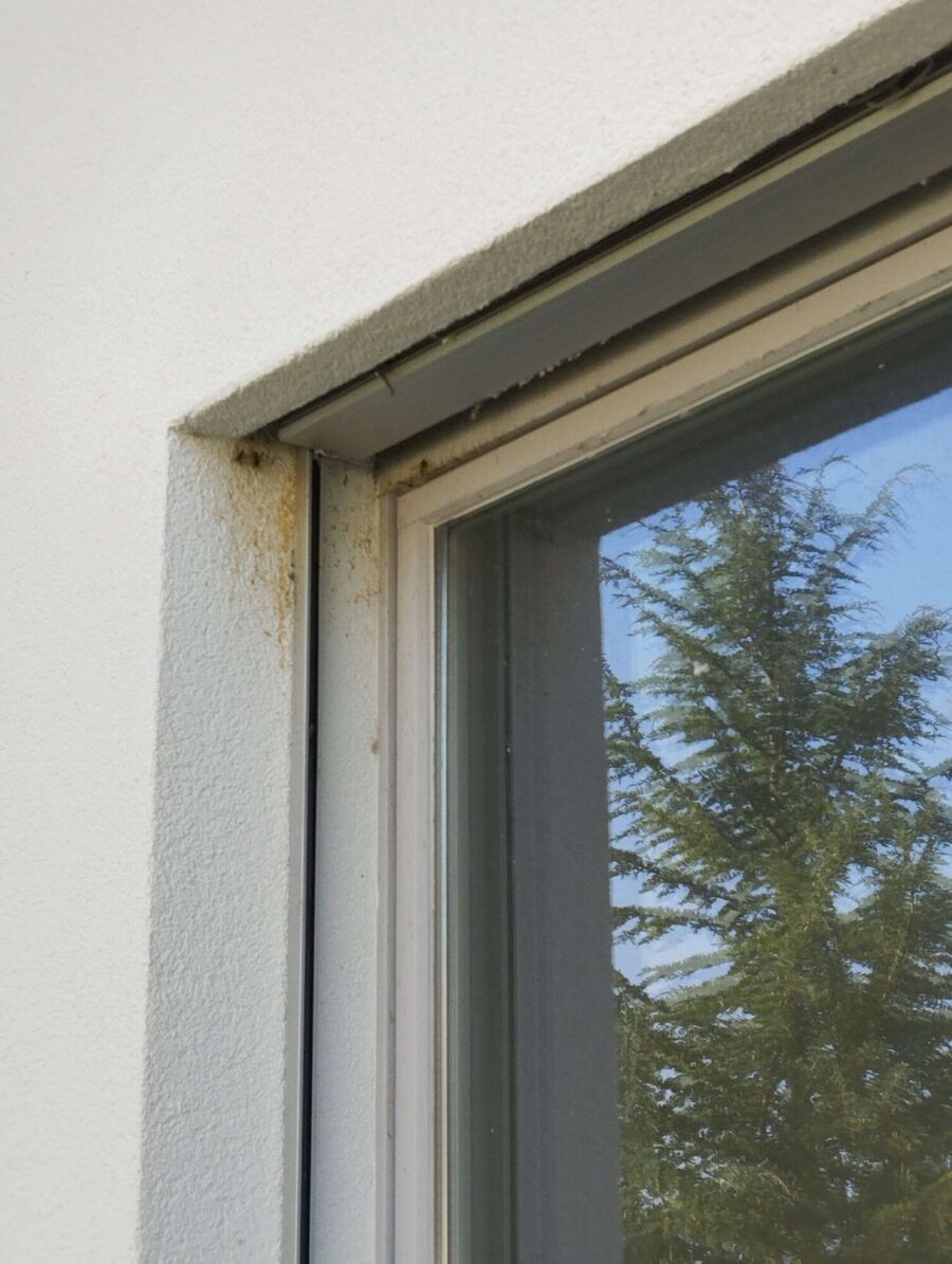 wespennest_entfernen