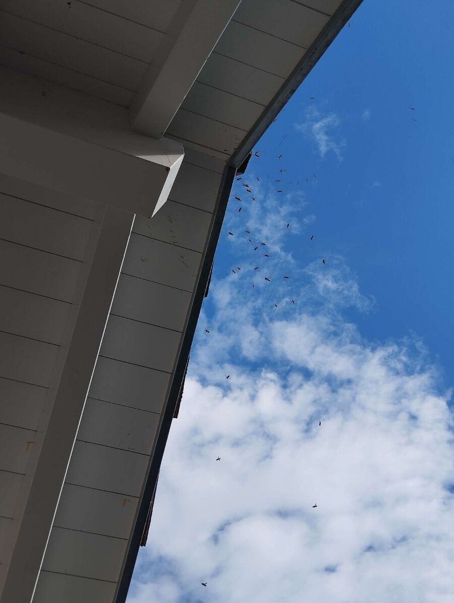 wespennest_entfernen