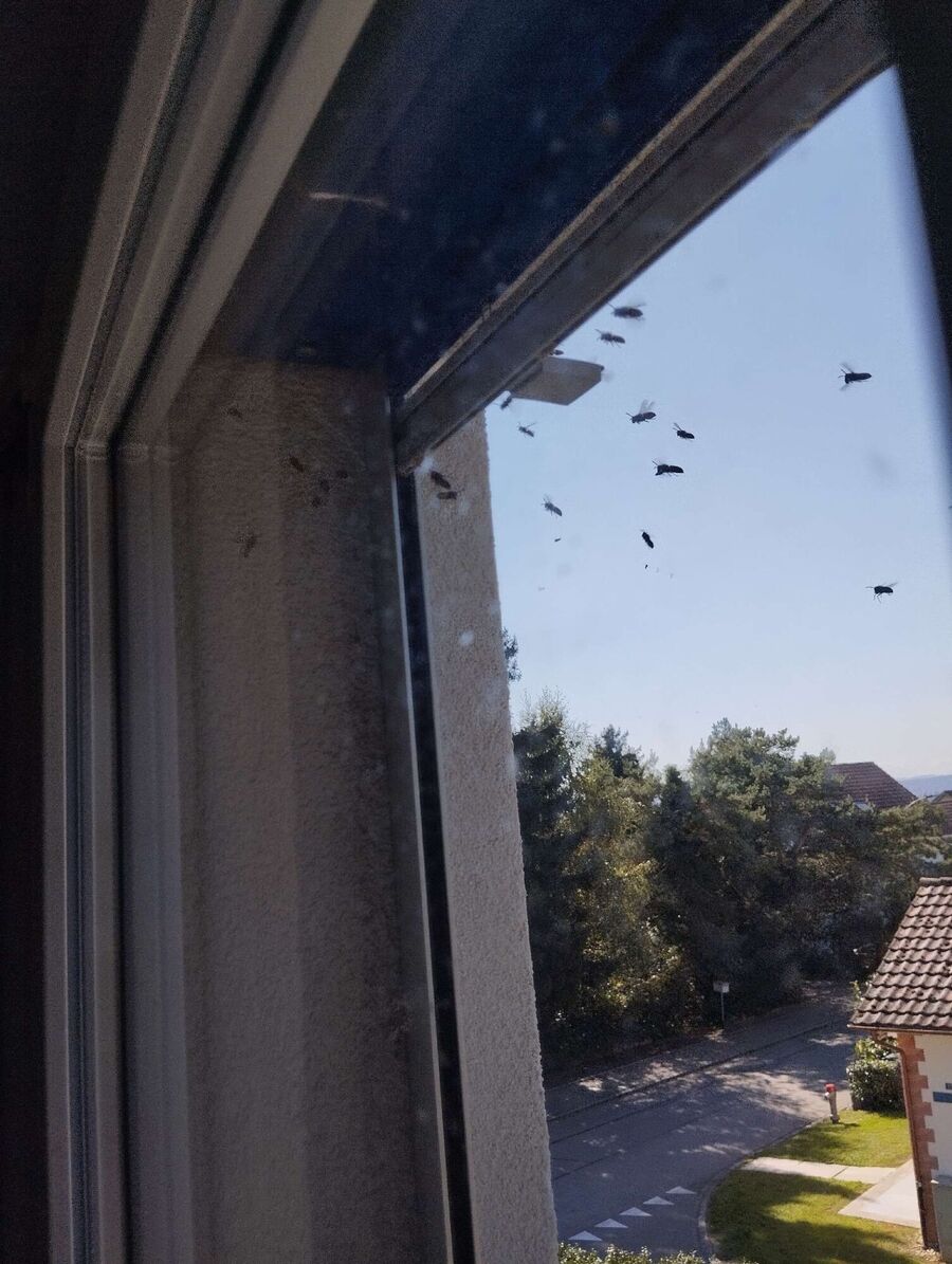 wespennest_entfernen