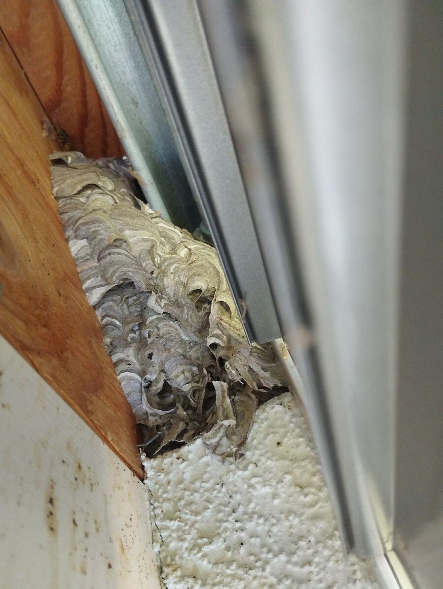 wespennest_entfernen