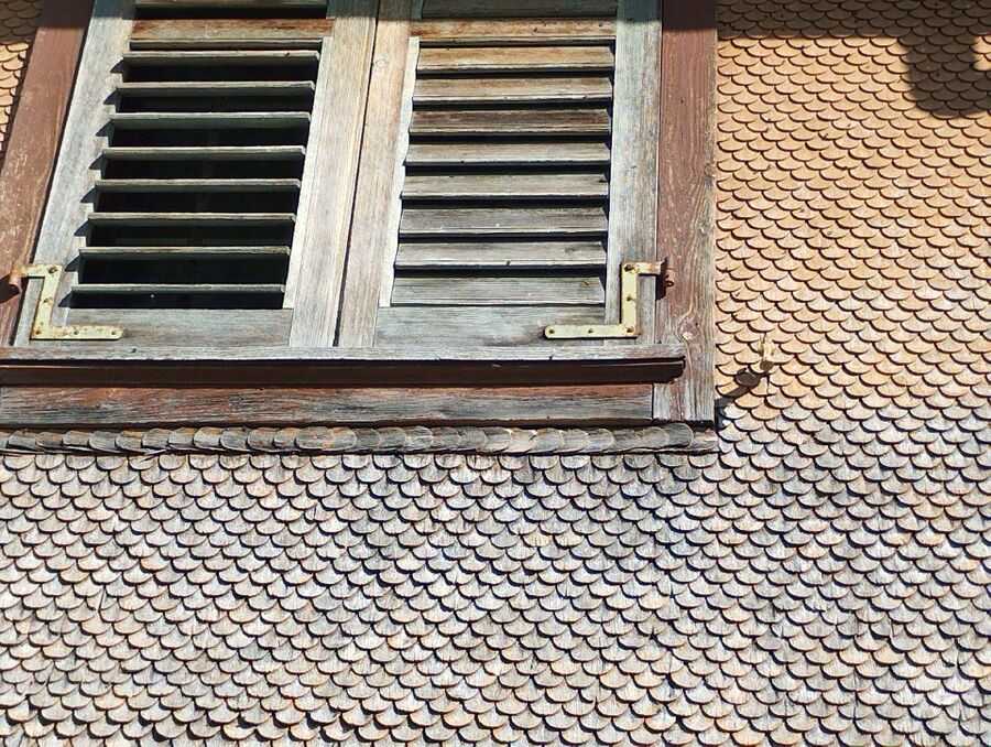 wespennest_entfernen