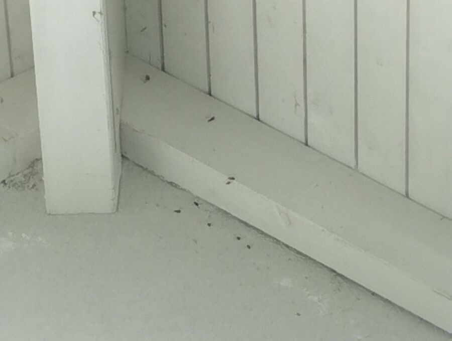 wespennest_entfernen