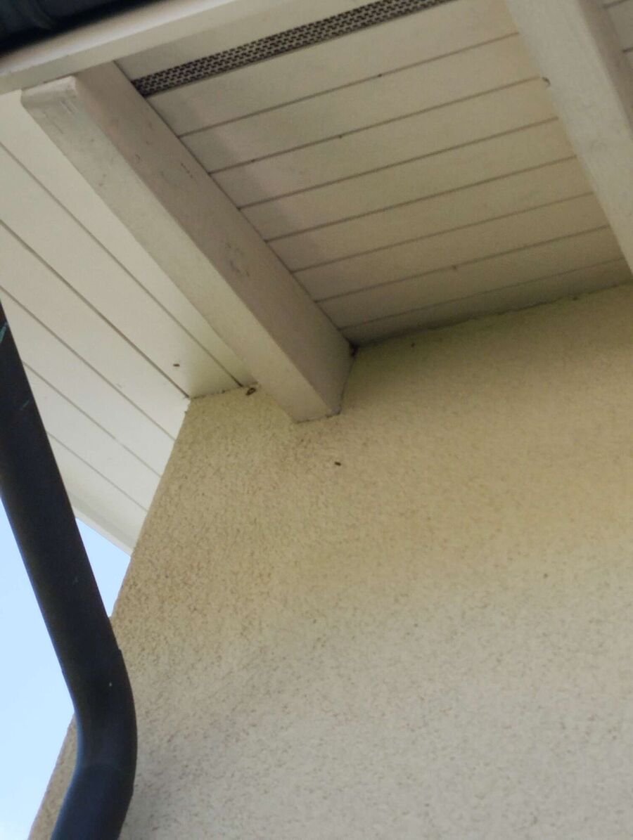 wespennest_entfernen