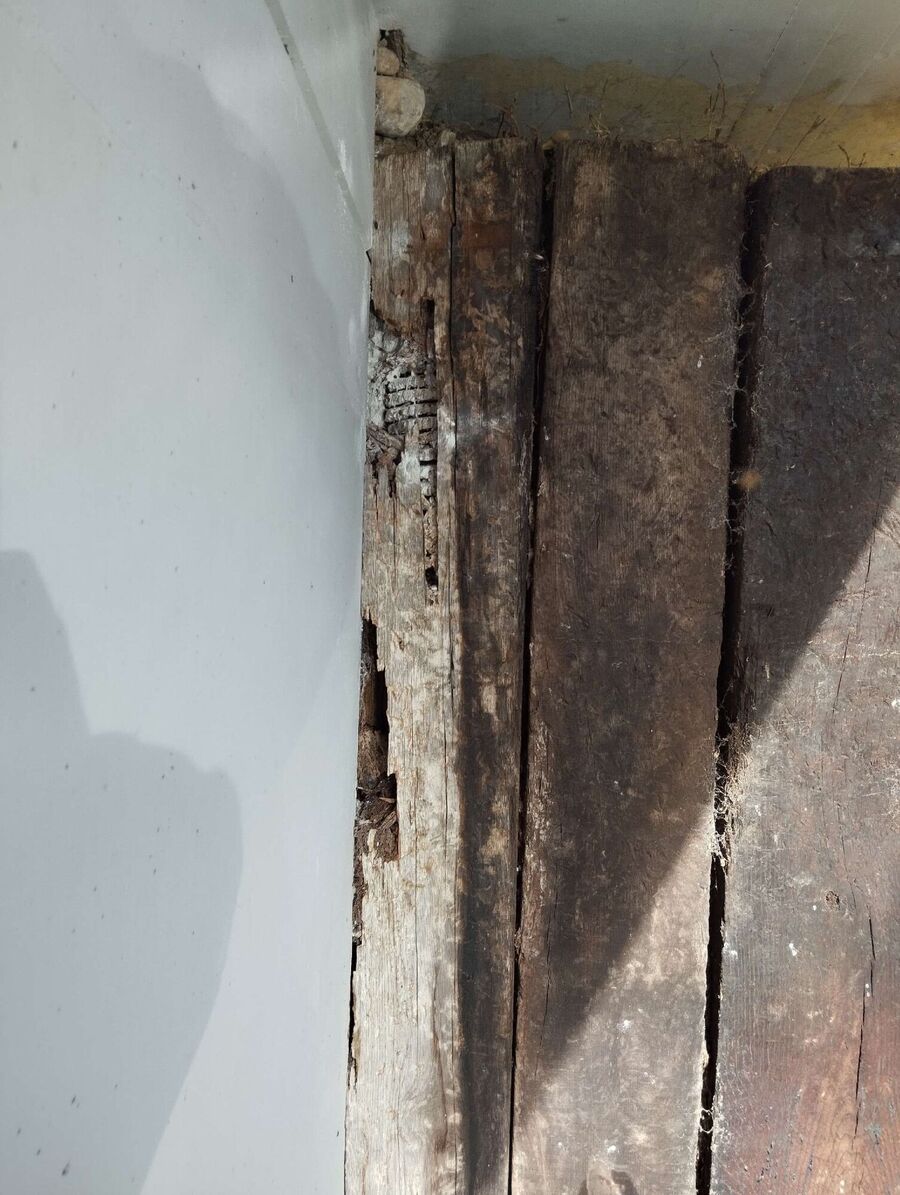 wespennest_entfernen