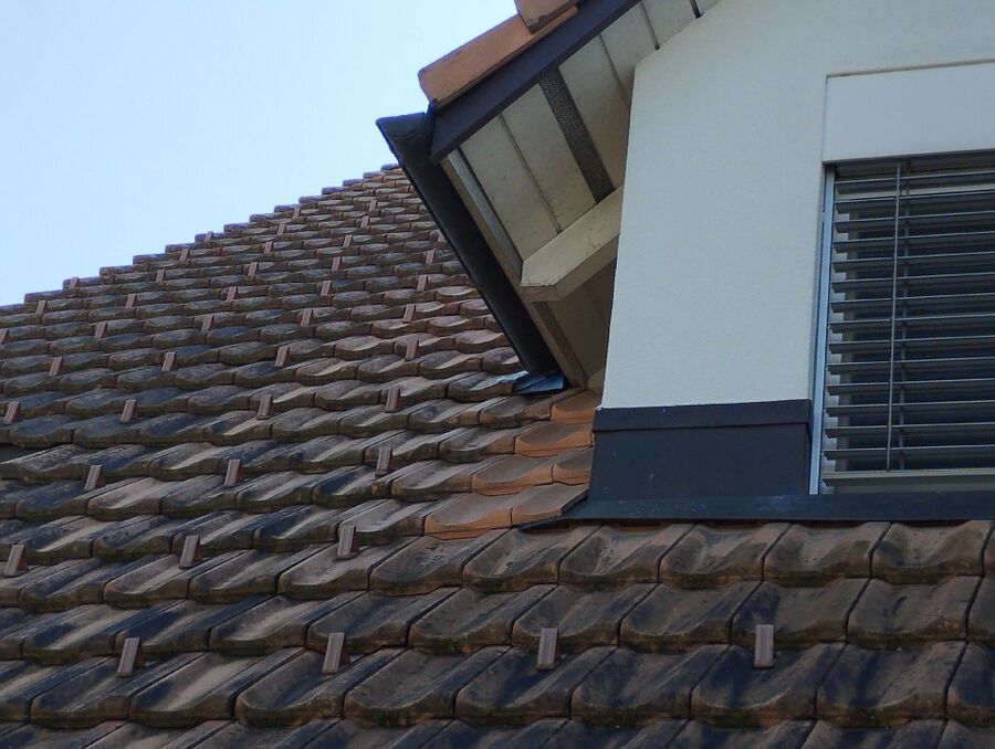 wespennest_entfernen