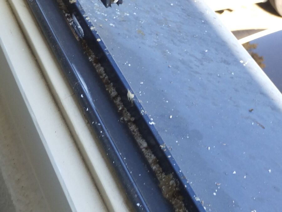 wespennest_entfernen