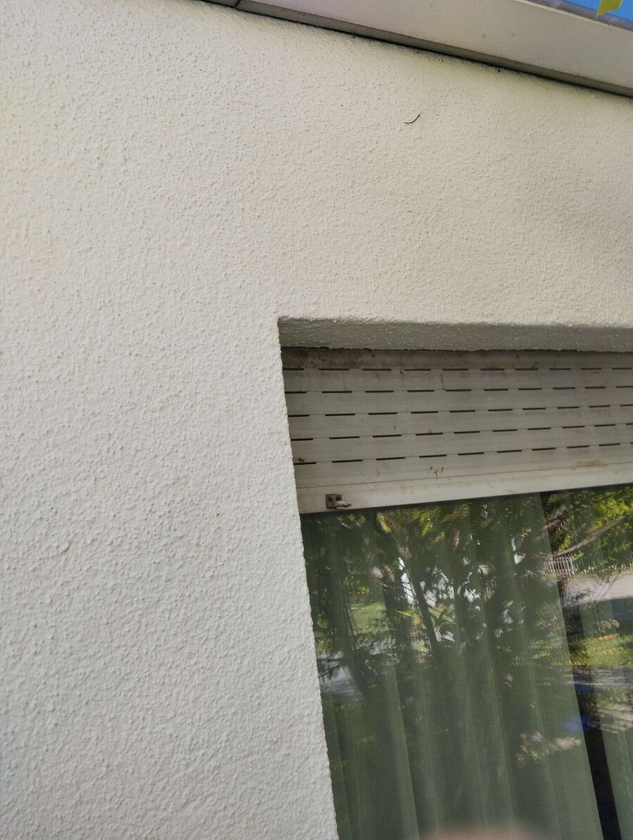 wespennest_entfernen