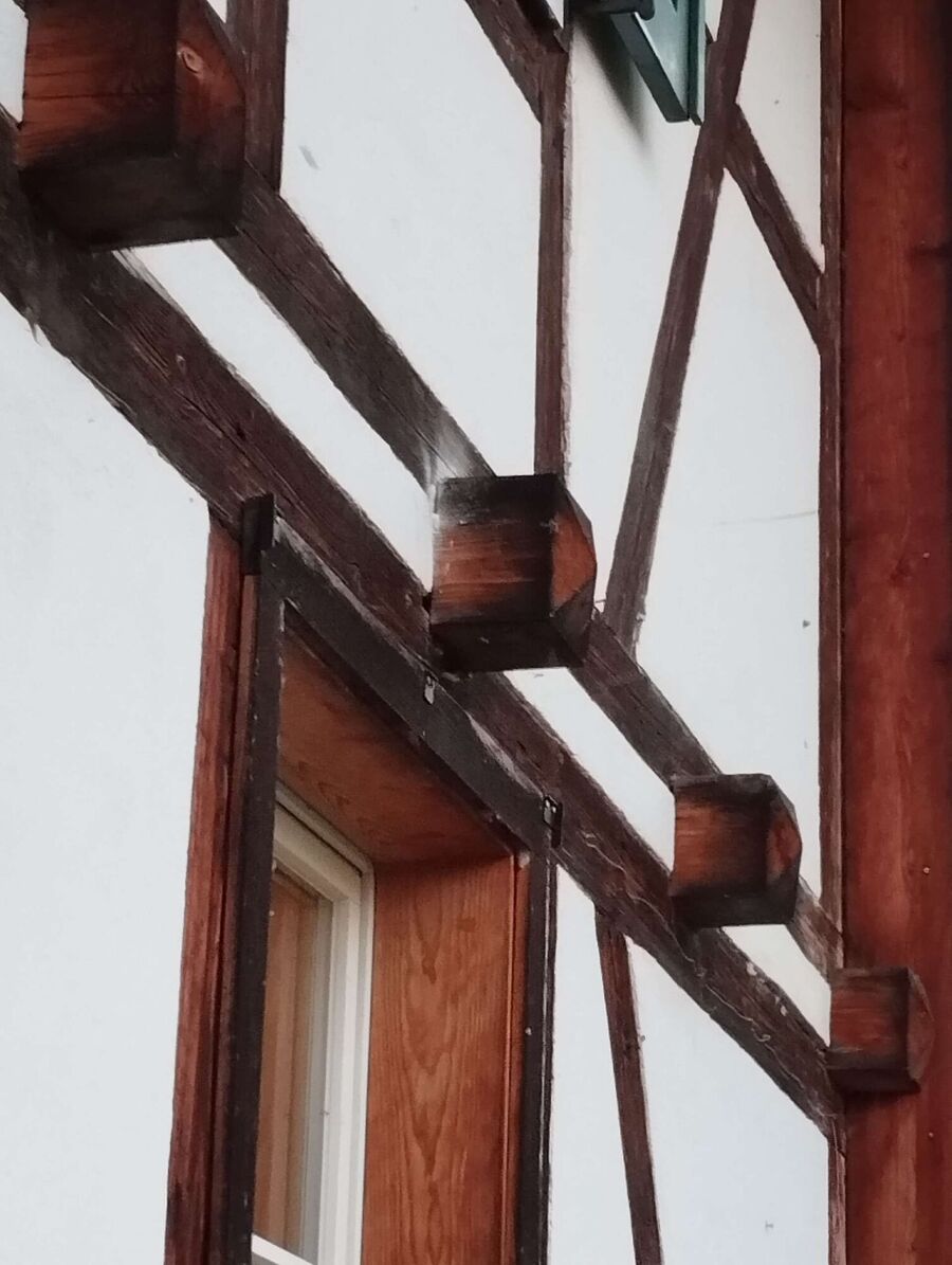 wespennest_entfernen