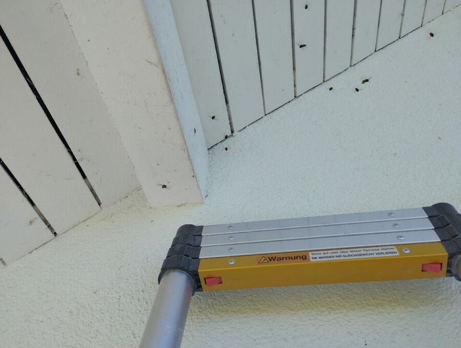 wespennest_entfernen