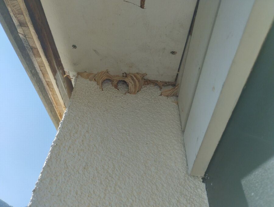 wespennest_entfernen