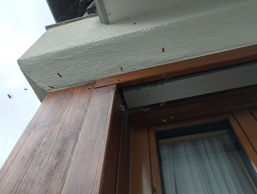 wespennest_entfernen