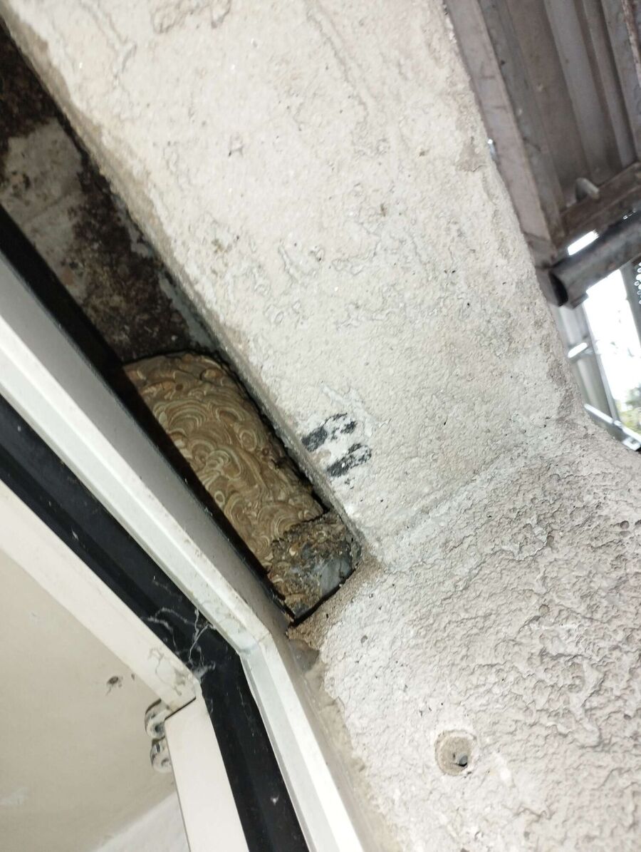 wespennest_entfernen