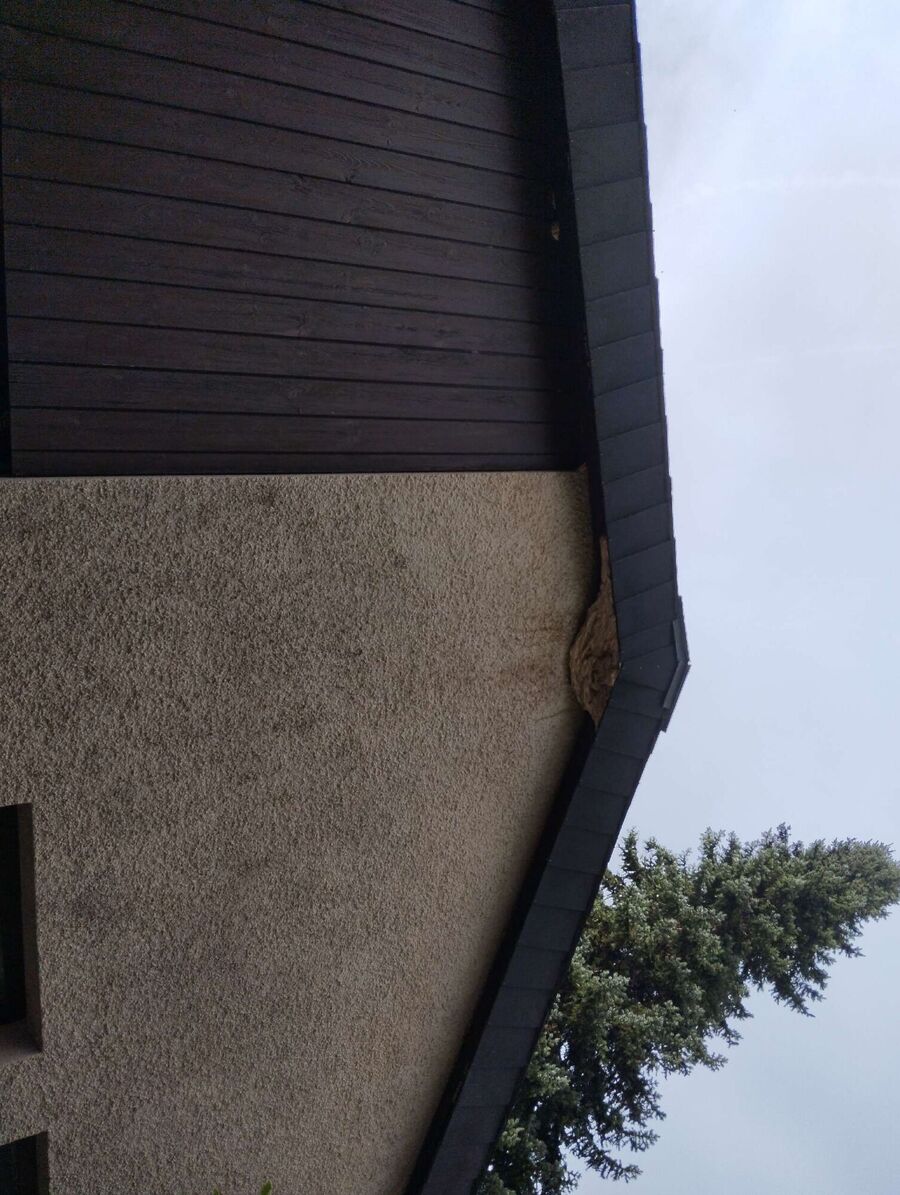 wespennest_entfernen