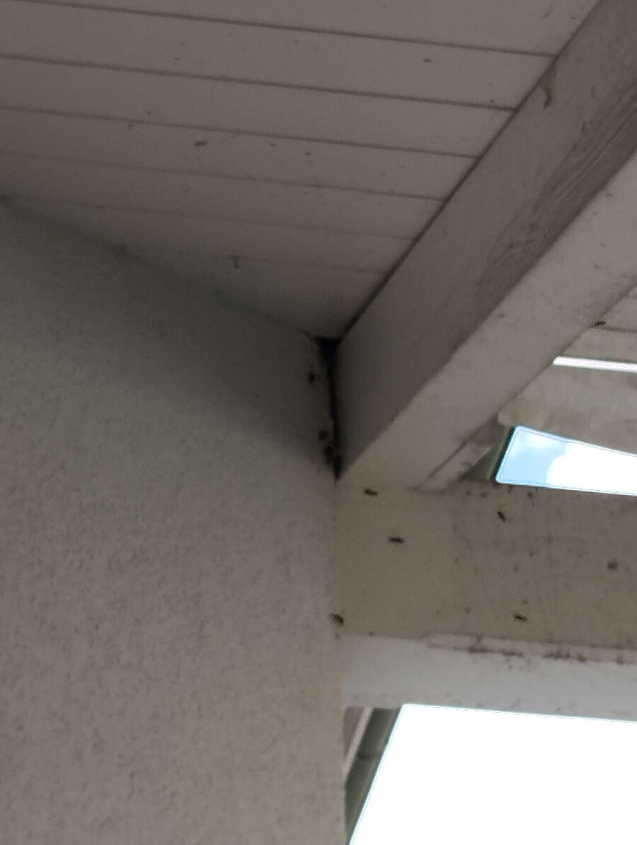 wespennest_entfernen