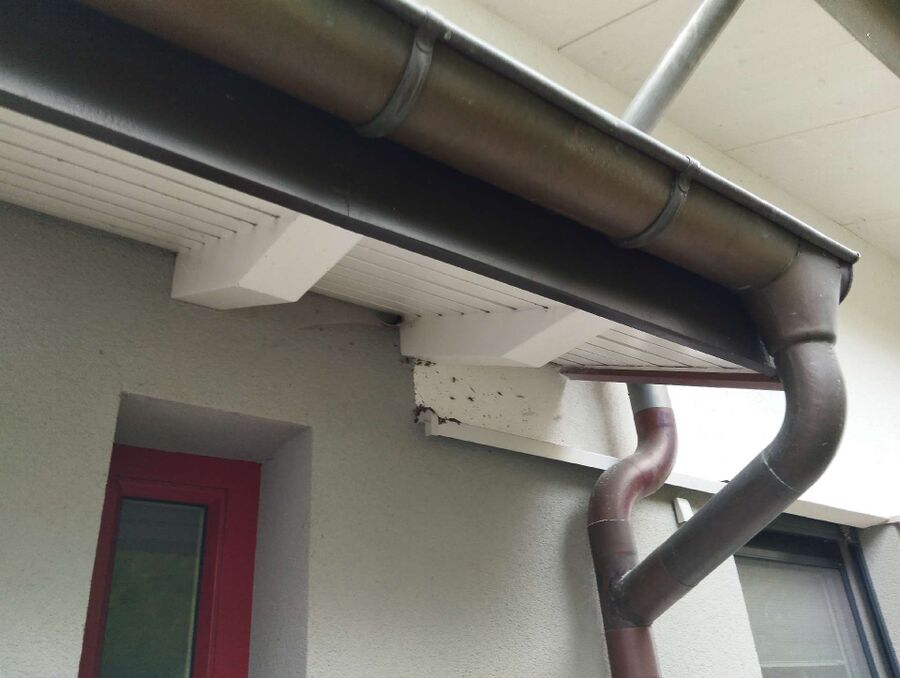 wespennest_entfernen