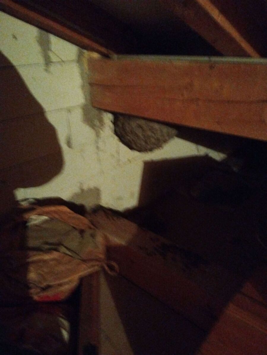 wespennest_entfernen