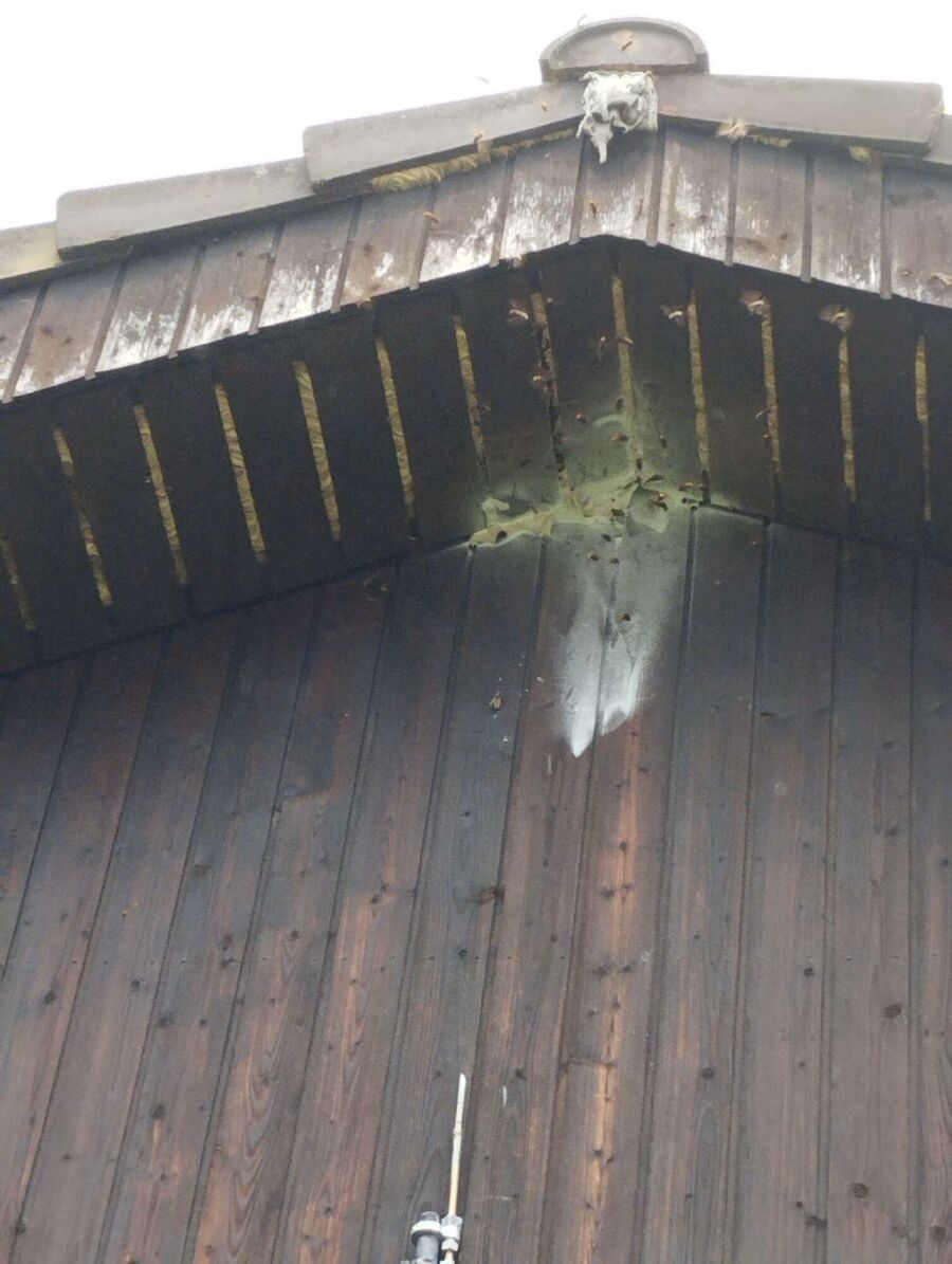 wespennest_entfernen