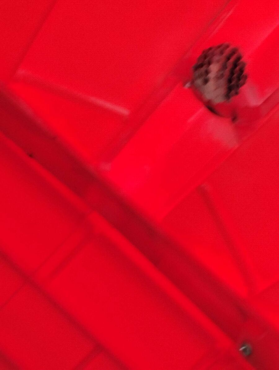 wespennest_entfernen