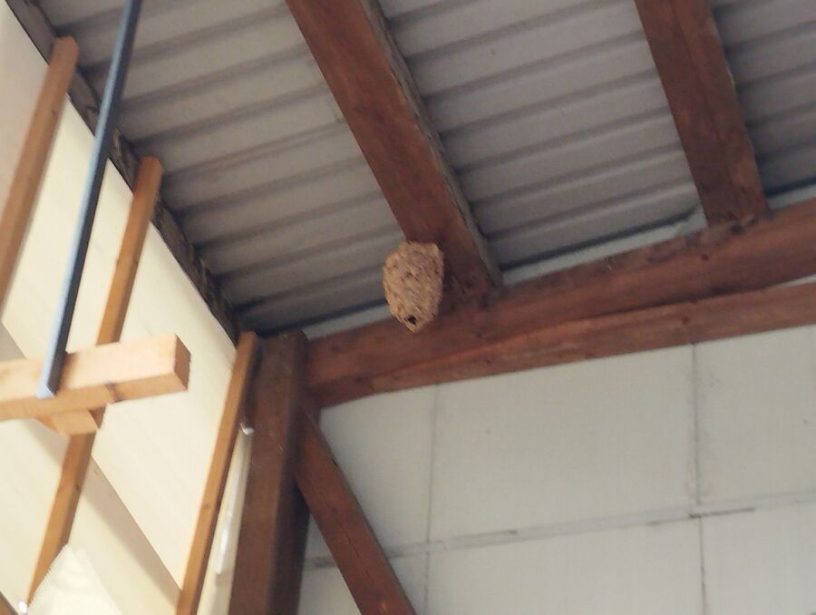 wespennest_entfernen