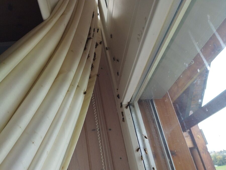 wespennest_entfernen