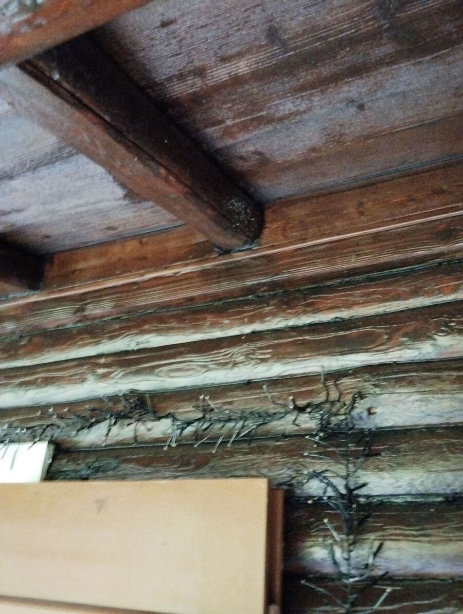 wespennest_entfernen