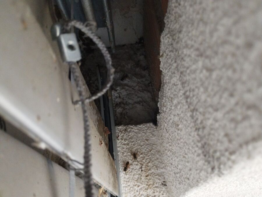 wespennest_entfernen