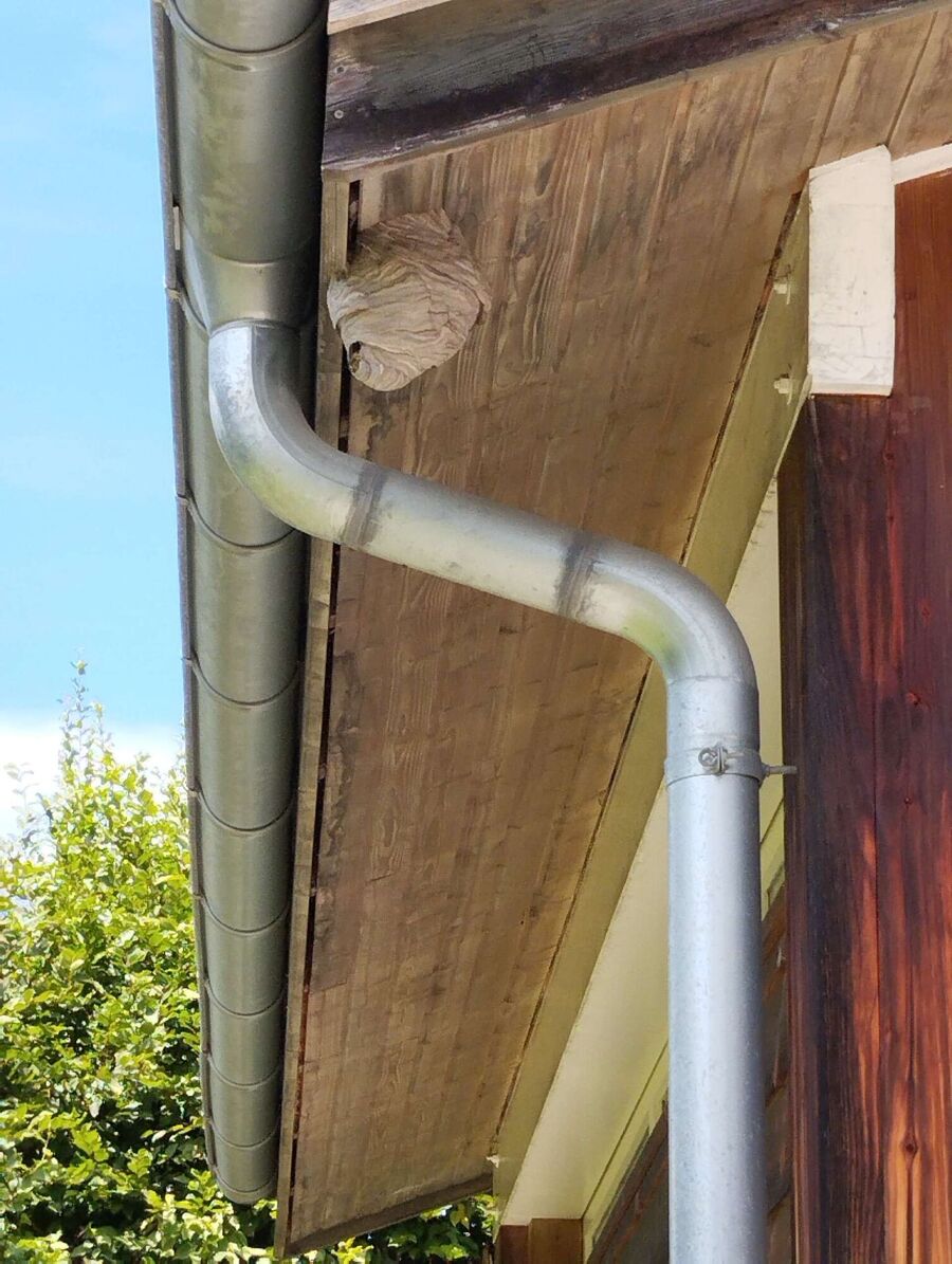 wespennest_entfernen