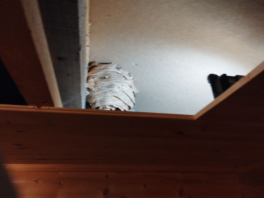 wespennest_entfernen