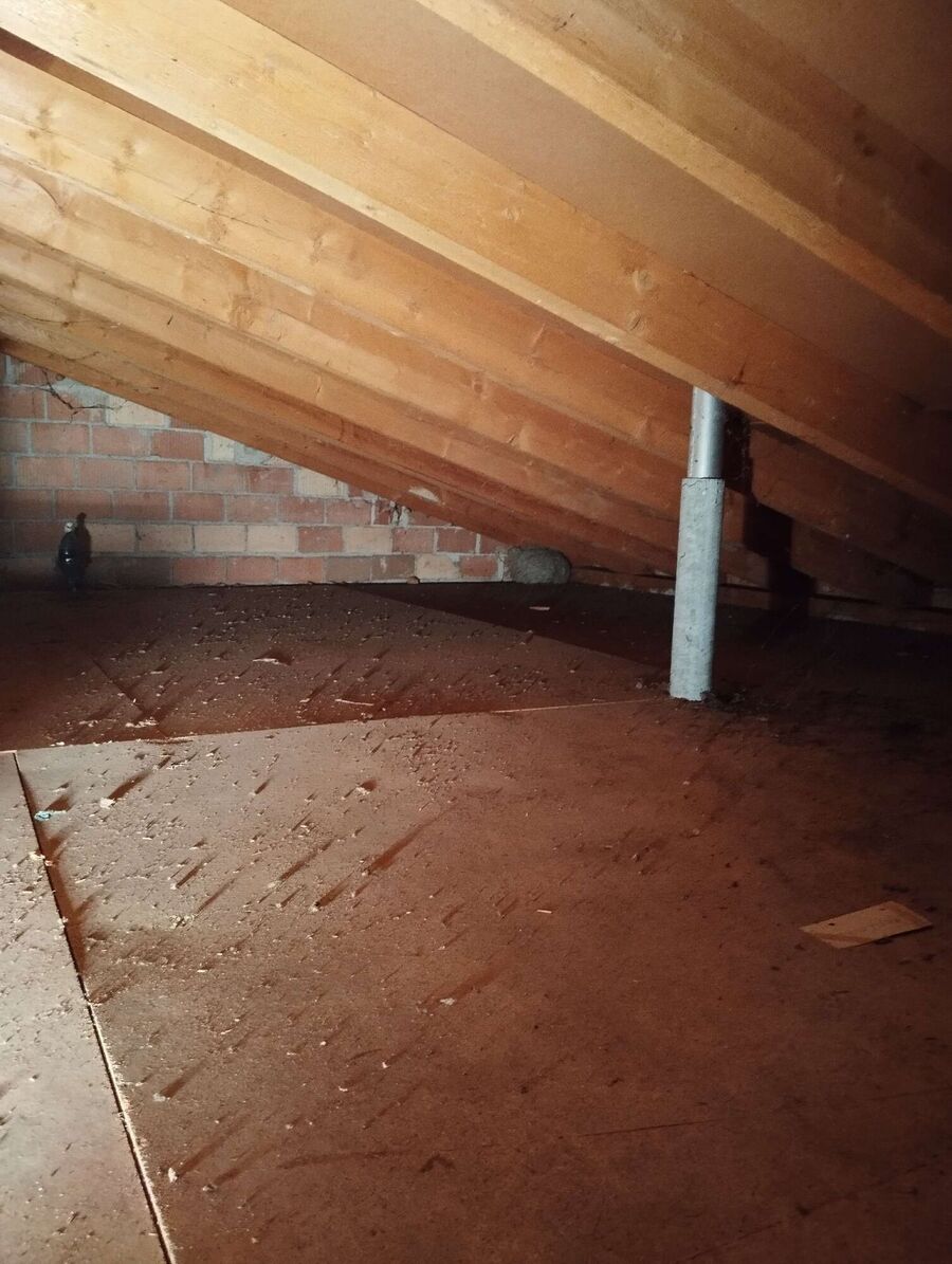 wespennest_entfernen