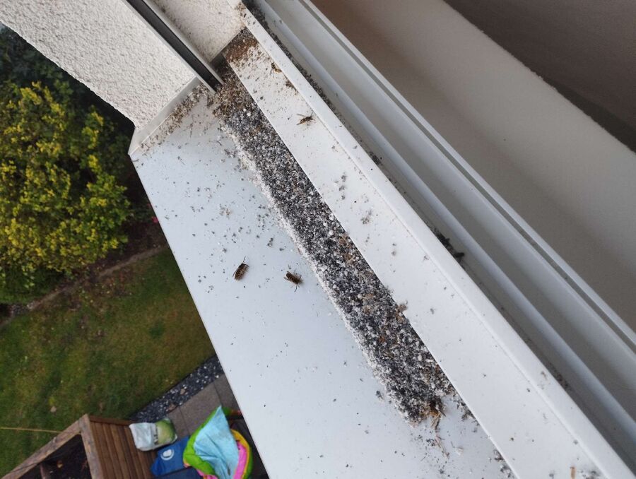 wespennest_entfernen