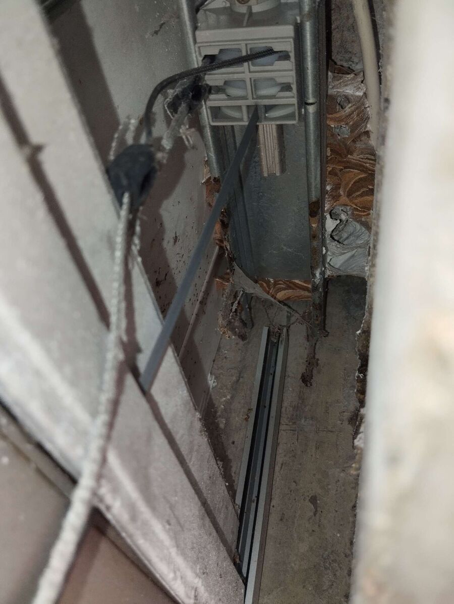 wespennest_entfernen