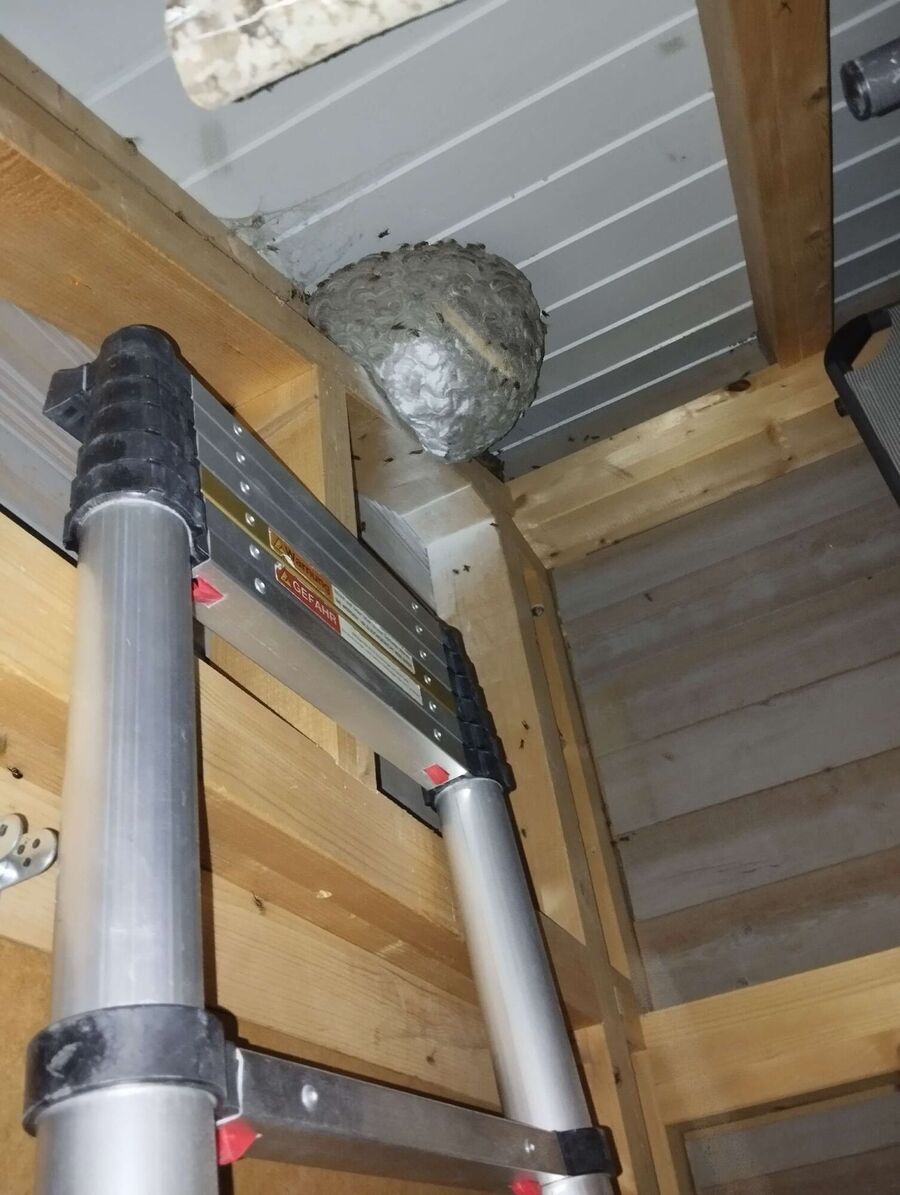 wespennest_entfernen