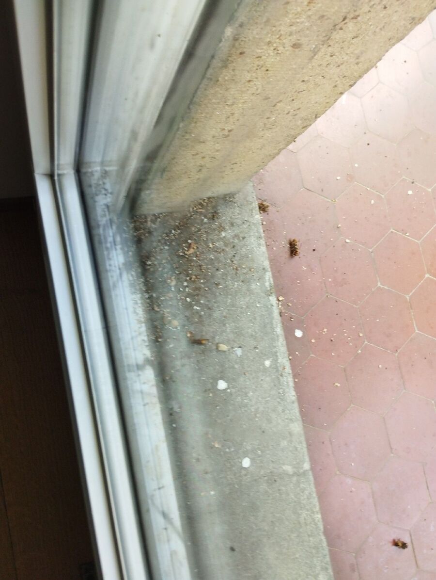 wespennest_entfernen