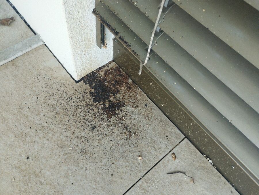 wespennest_entfernen