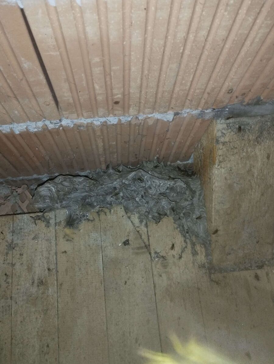 wespennest_entfernen