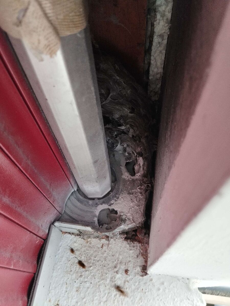 wespennest_entfernen