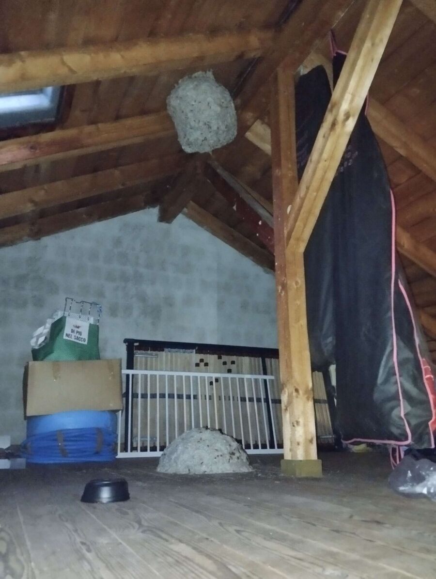 wespennest_entfernen