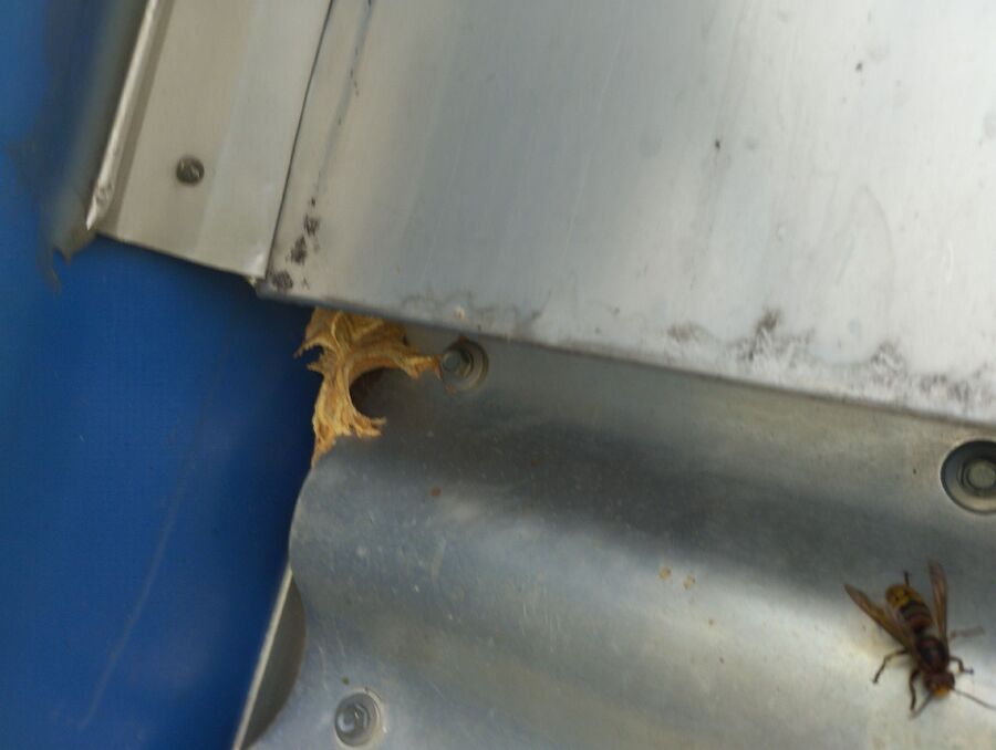 wespennest_entfernen