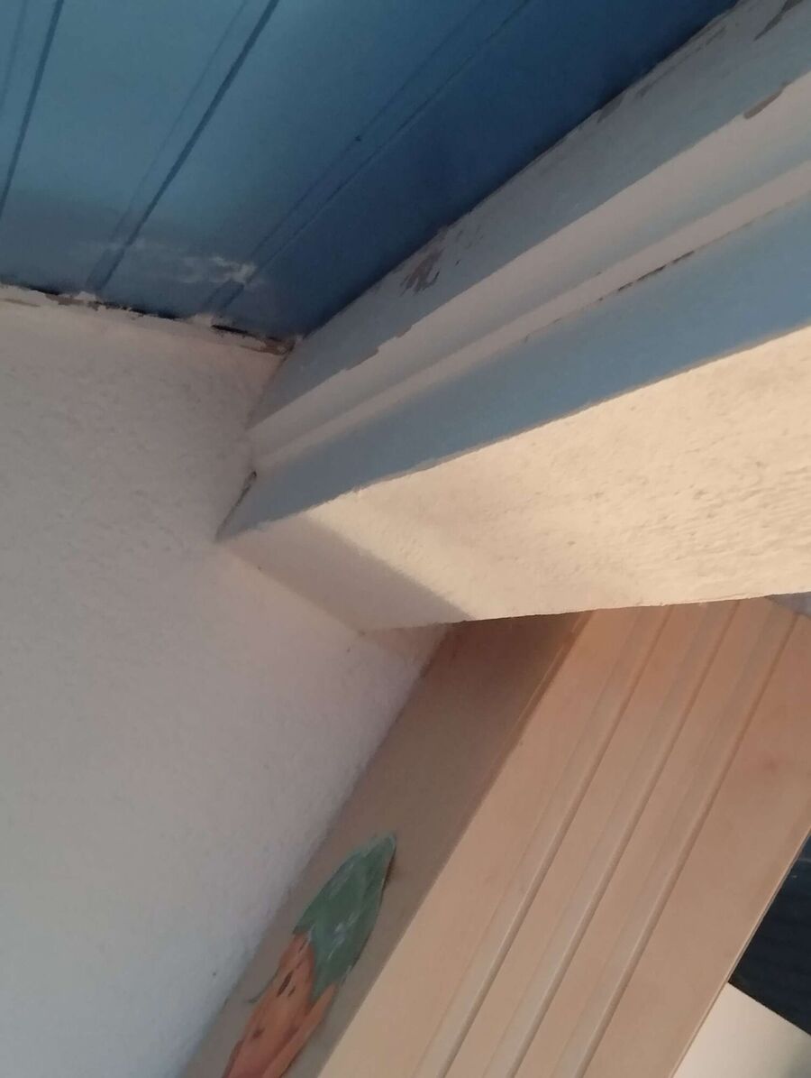 wespennest_entfernen